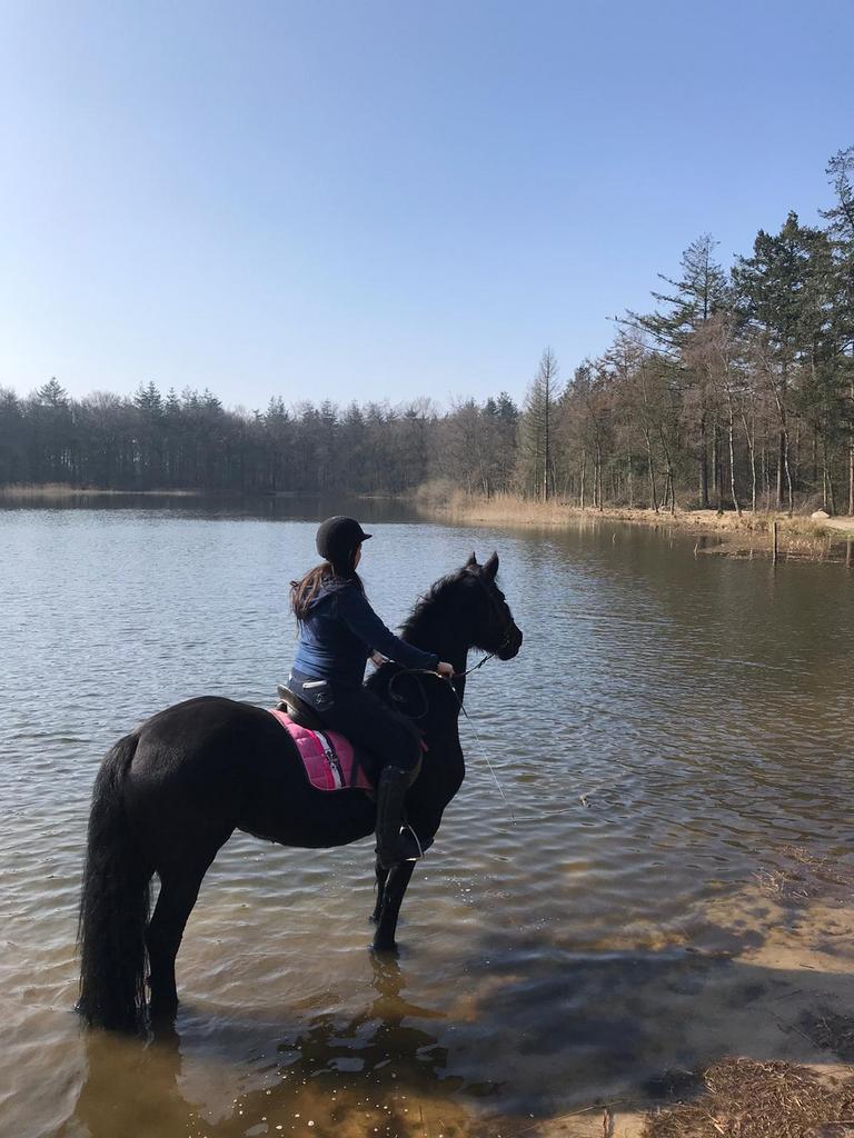 Gezocht: verzorgpaard / pony omgeving Joure