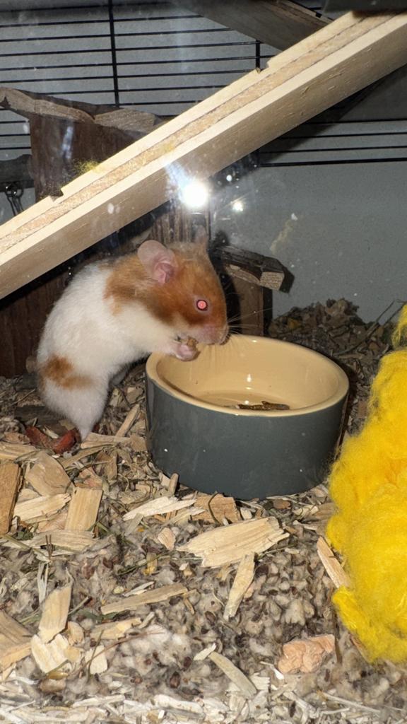 Hamster met kooi en toebehoren., Maart, Vrouwelijk, Hamster