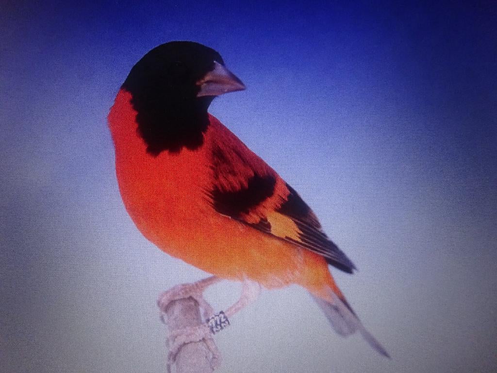 Kapoetsensijs, Dieren en Toebehoren, Mannelijk, Wildzangvogel