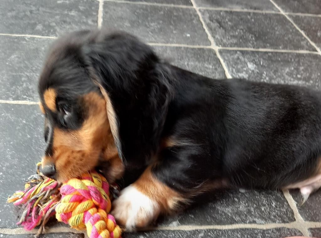 Langharige teckel pups , Bont en Black&Tan ., Parvo, 8 tot 15 weken, Dwerg, Langhaar