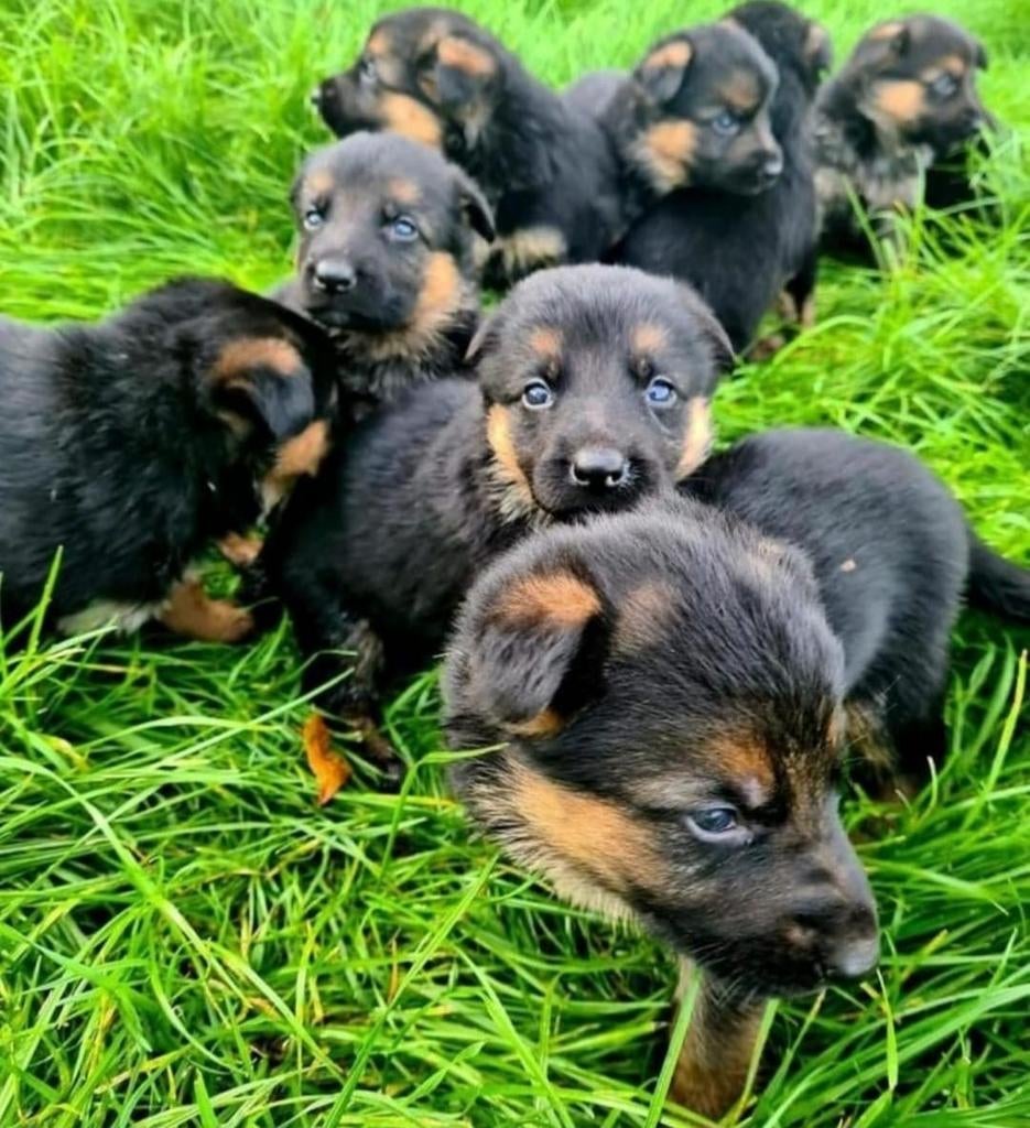 Echte Raszuiver Duitse herder pups te koop, Dieren en Toebehoren, Honden | Herdershonden en Veedrijvers, Meerdere, Meerdere dieren