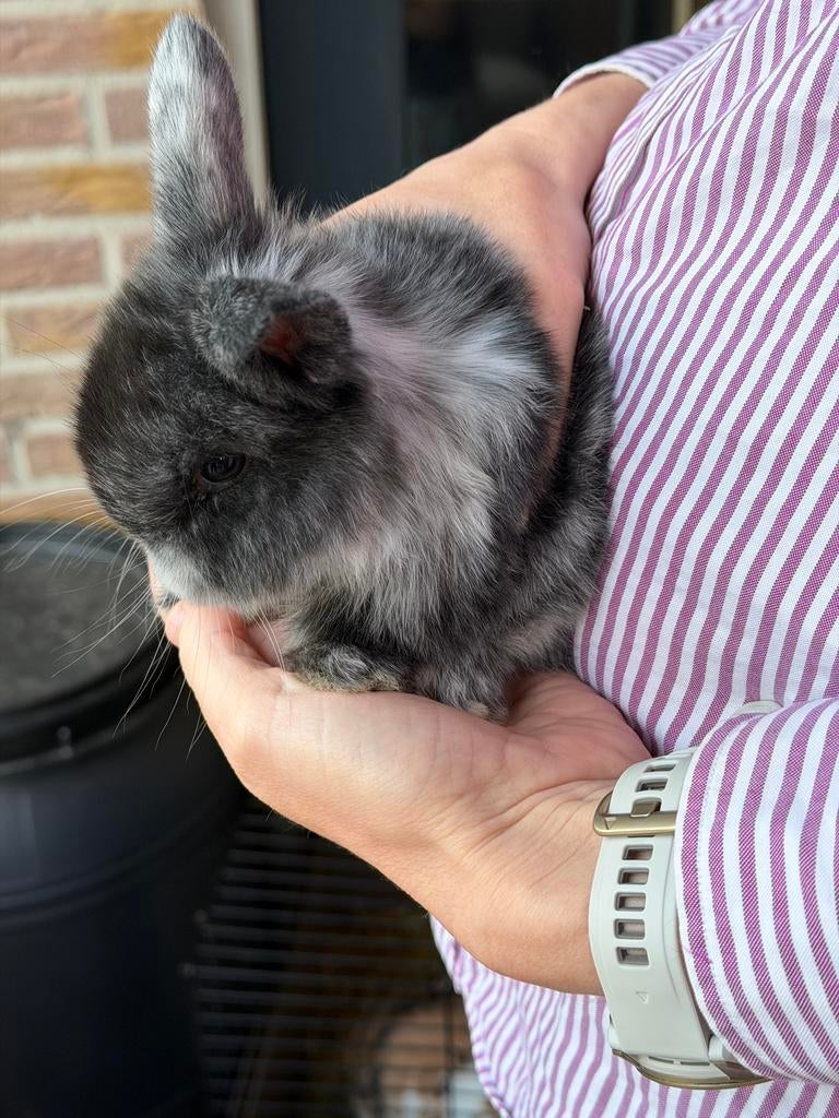 Dwergkonijntjes hangoor, 5 weekjes oud ️, Dieren en Toebehoren, Meerdere dieren, Dwerg, Hangoor