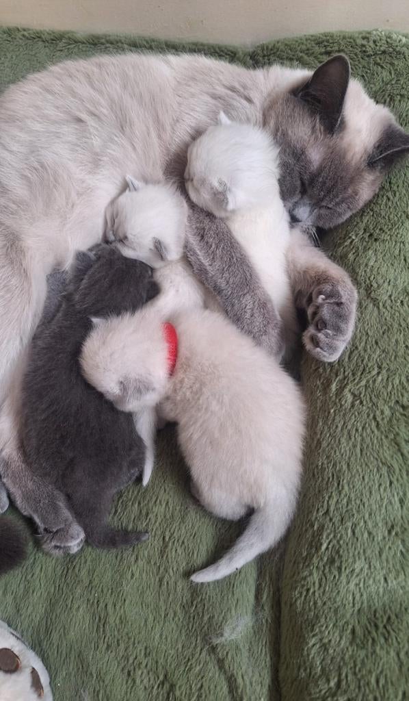 Brits Korthaar kittens, Blue Point en zwart, Meerdere dieren, Ontwormd