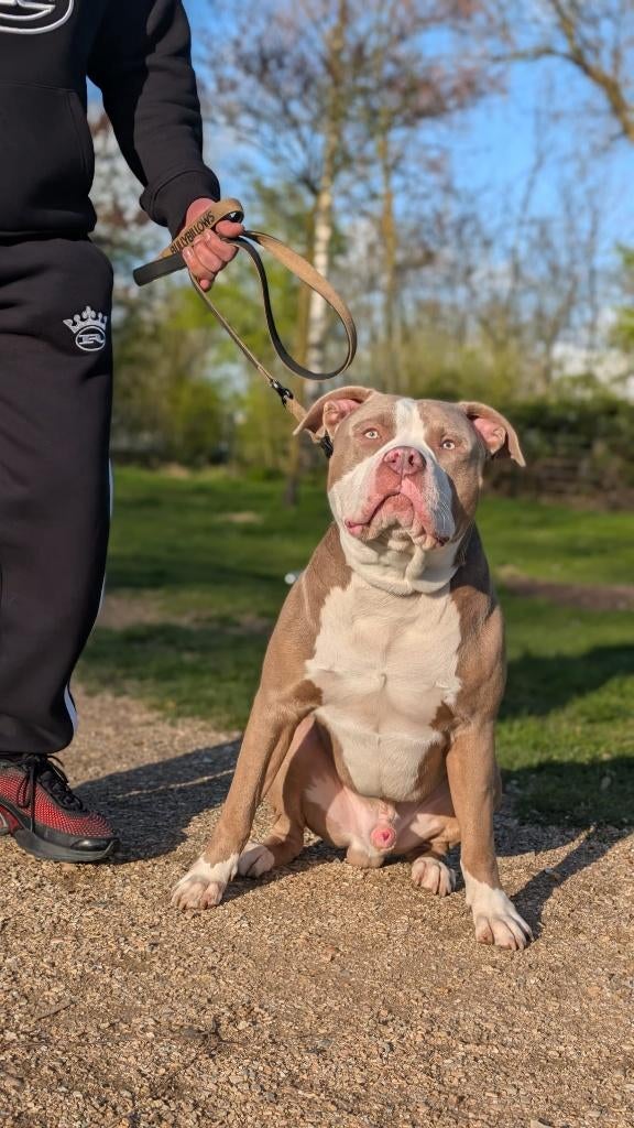 Xl bully, 15 weken tot 1 jaar, Reu, Parvo, Meerdere