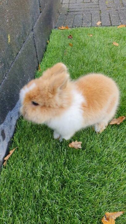 Kindvriendelijke dwergjes, leeuwenkopjes, fluffies+vosjes, Meerdere dieren, Dwerg, 0 tot 2 jaar