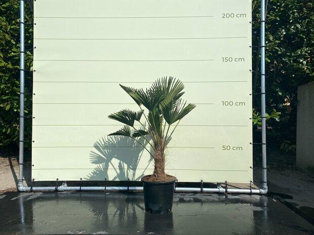 Palmboom - Trachycarpus Wagnerianus - stamhoogte 20 - 30 cm, In pot, Ophalen of Verzenden, 100 tot 250 cm, Zomer