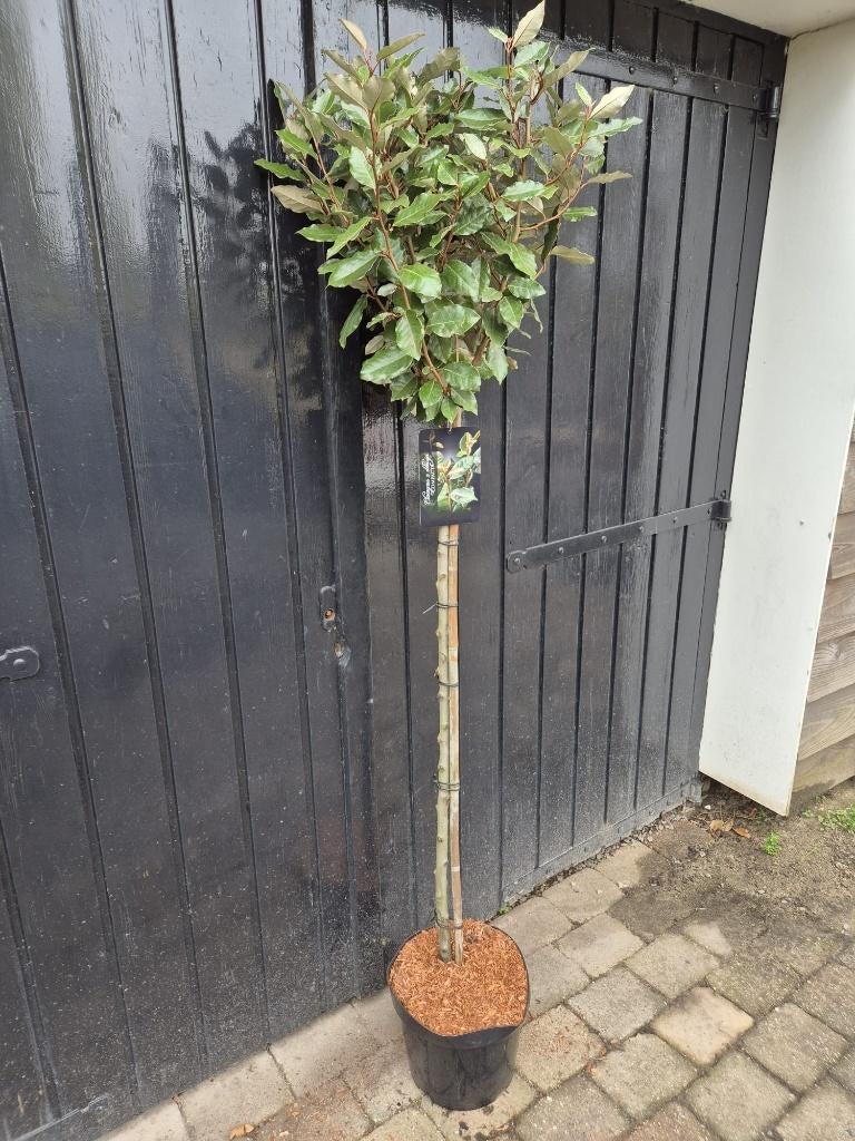 Olijfwilg op stam groenblijvend in diverse maten, Herfst, Ophalen of Verzenden, 100 tot 250 cm, Volle zon