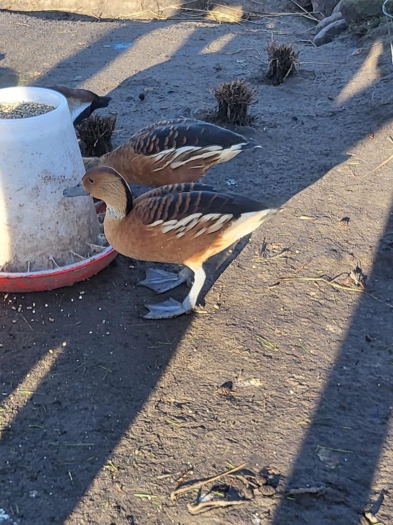 aangeboden koppel gele boomeenden / fluiteenden siereenden, Meerdere dieren, Eend