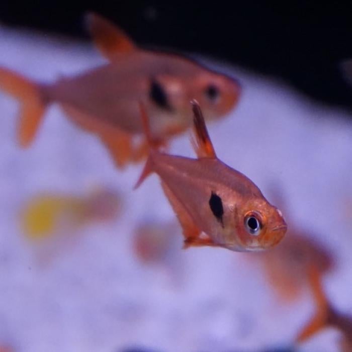 Megalophodus sweglesi, Vis