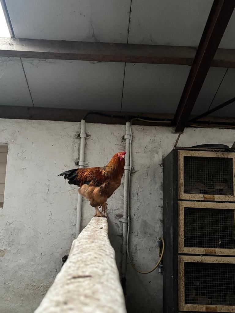 Jonge brahma haan, Dieren en Toebehoren, Vogels | Duiven, Mannelijk, Overige soorten