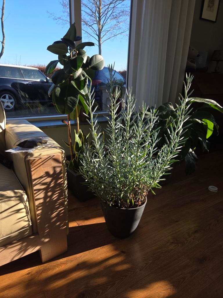 Kamerplant. Senecio Aquarine met  pot, Huis en Inrichting, Kamerplanten, Ophalen, Halfschaduw, Minder dan 100 cm