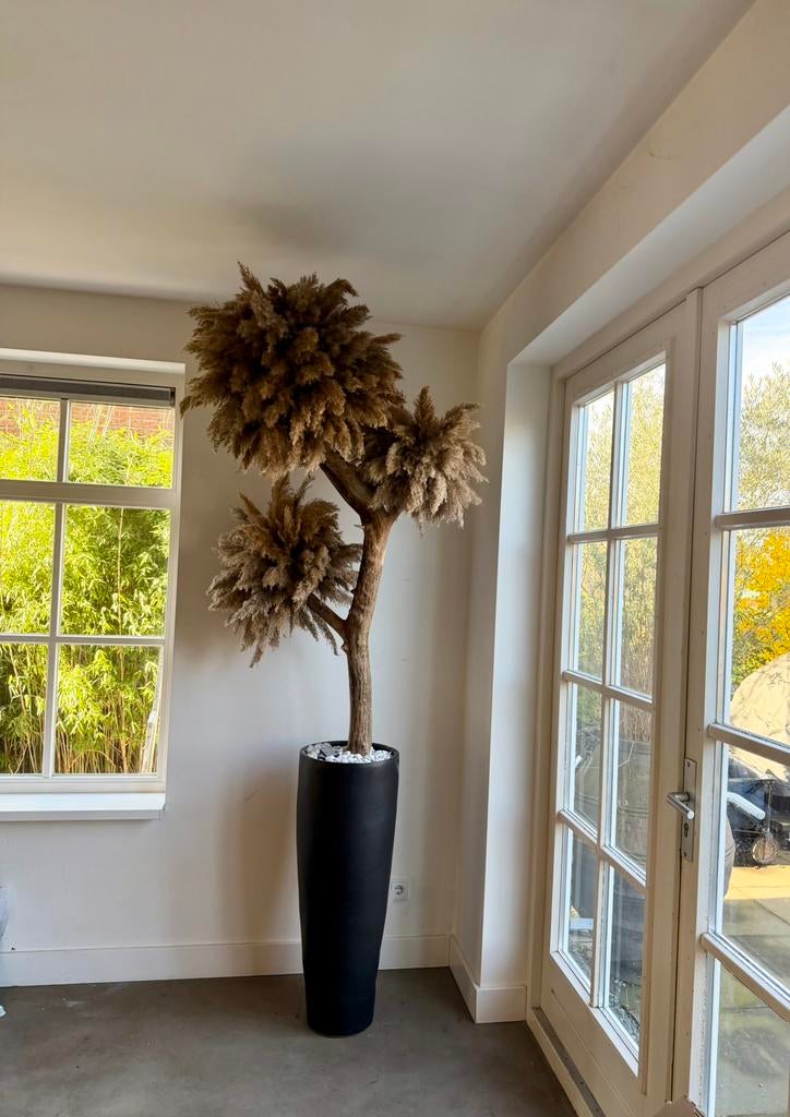 Decoratieve Pampasgras Boom in Pot groot, 200 cm of meer, Volledige schaduw, Overige soorten, Ophalen of Verzenden