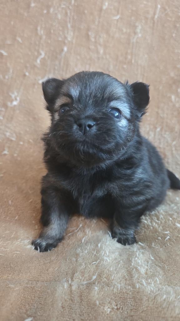 te koop prachtig mooi nestje pomchi x pomeriaan pups, Overige rassen, 8 tot 15 weken, Teef, Meerdere