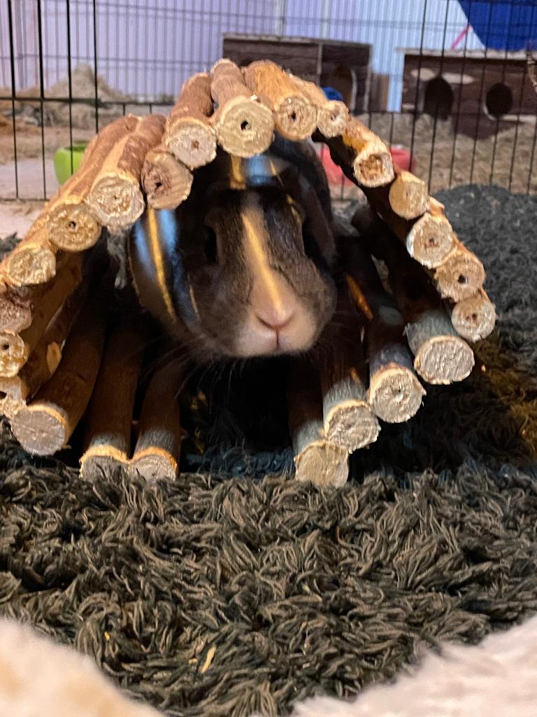 Dwerg konijnen, Dieren en Toebehoren, Meerdere dieren, Dwerg, 0 tot 2 jaar