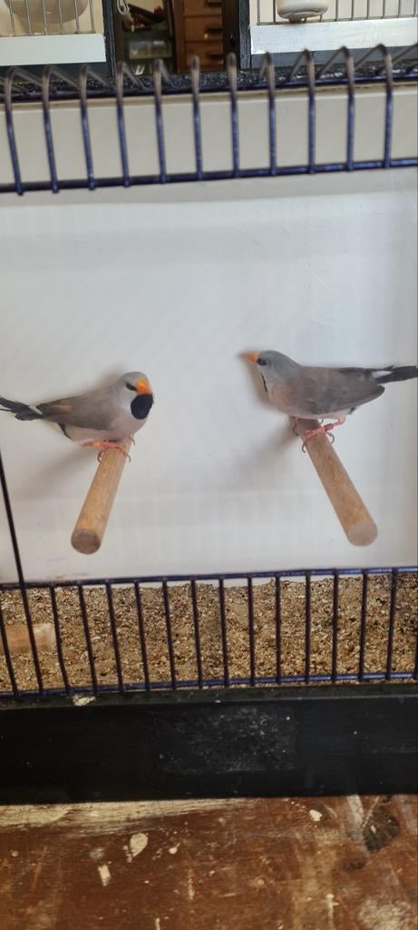 Spitsstaardamadine, Meerdere dieren, Tropenvogel