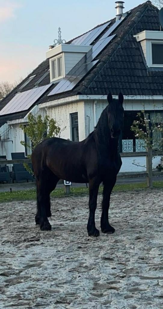 Friese merrie vol papier, Dieren en Toebehoren, Paarden