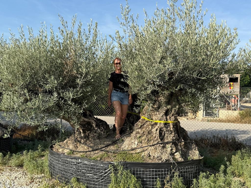 Mega bonsai olijfboom triple stam, 140/160 stamomtrek., Tuin en Terras, Planten | Bomen, Olijfboom, 250 tot 400 cm, Zomer, Ophalen