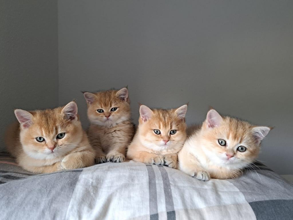VERWACHT: Britse Korthaar Kittens golden shaded, Poes, Ontwormd
