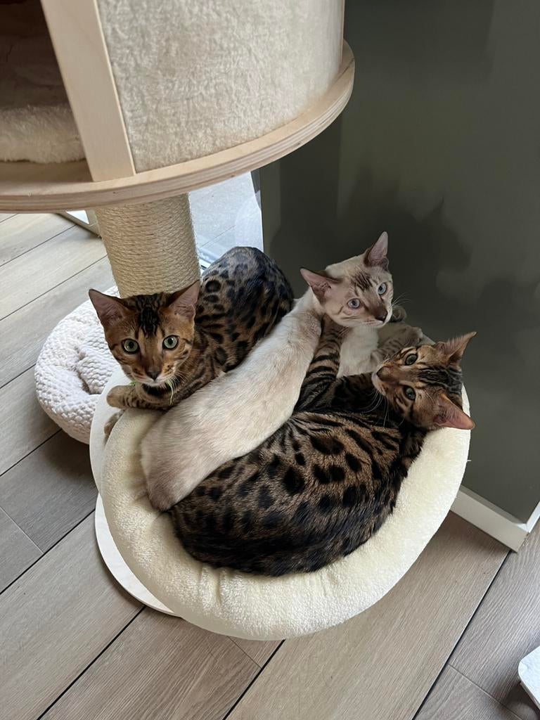 SPOED! Herplaatsen 3 katers Bengaal 25-03-2025, Kater, Met stamboom, 0 tot 2 jaar