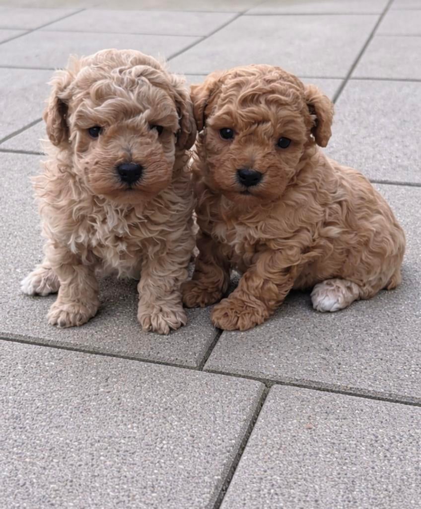 Toy poedel puppys, Dieren en Toebehoren, Poedel, HCC (leverziekte), 8 tot 15 weken, Meerdere