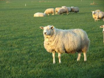 Schaap (ooi) te koop – Swifter/texelaar, Dieren en Toebehoren, Schapen, Geiten en Varkens, Vrouwelijk, Schaap