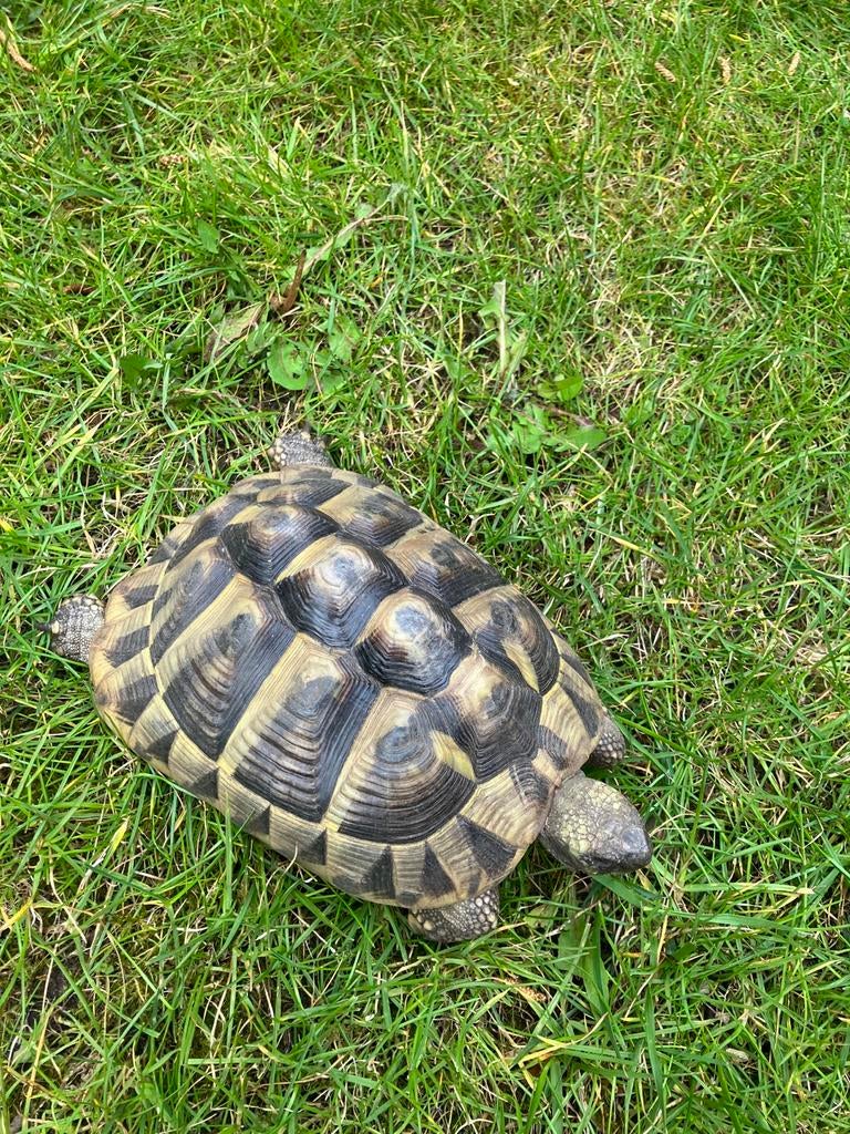 2 geslachtsrijpe griekse landschildpadden Tortoise - unknown for sale from cor