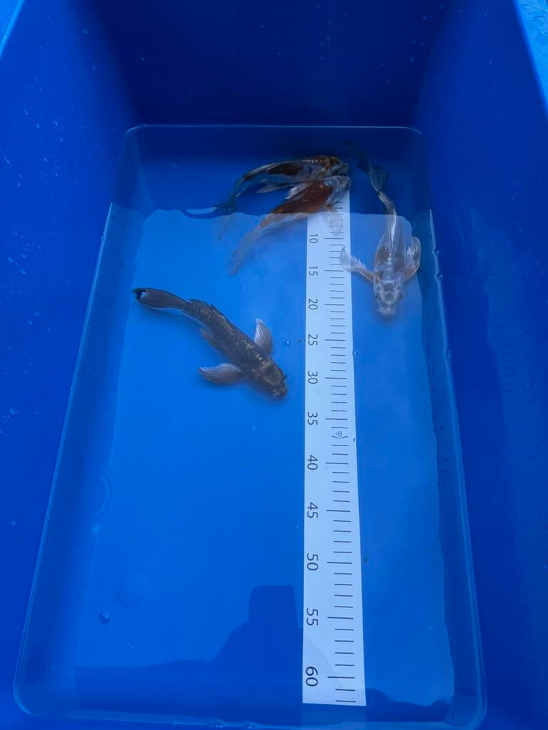 Butterfly koi mix 20-23 cm, Karper of Koi