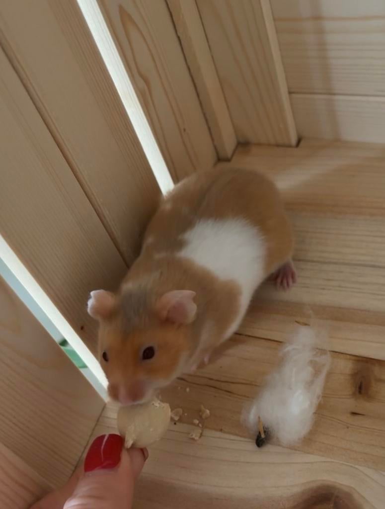 Hamster met hok, Dieren en Toebehoren, Knaagdieren, Mannelijk, Hamster, Januari, Tam