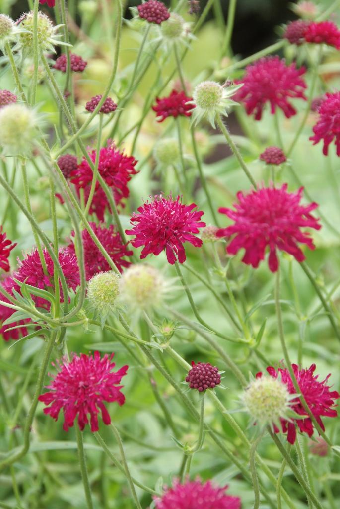 Knautia macedonica – beemdkroon, Volle zon, Vaste plant, Zomer, Ophalen