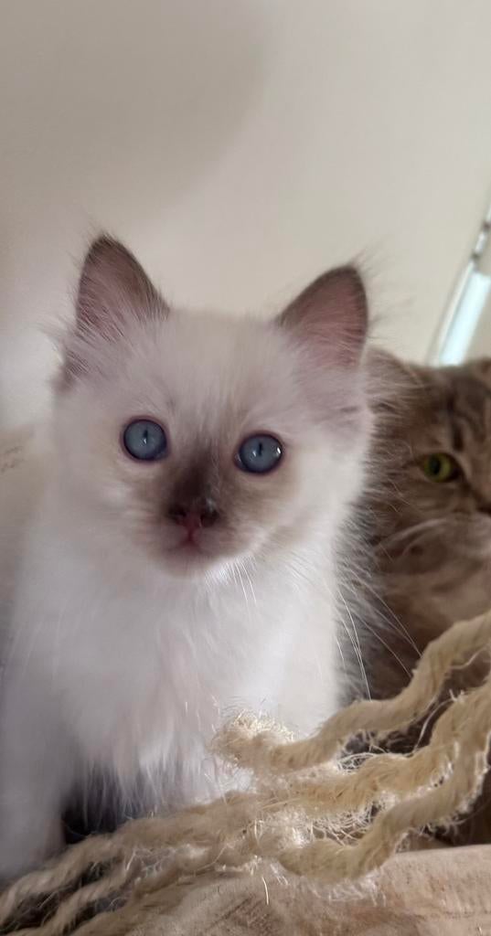 Laatste ragdoll kitten met stamboom. Cinnamon dragers, Dieren en Toebehoren, Katten en Kittens | Raskatten | Langhaar, Meerdere dieren