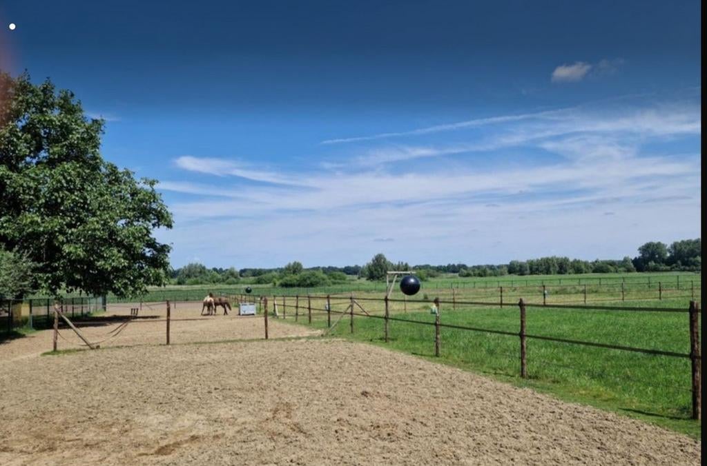 Stalling/opfokplek voor jonge ruin, Dieren en Toebehoren, Weidegang