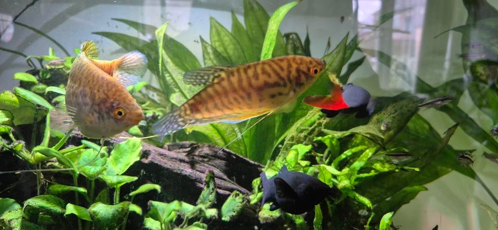 Goud gourami koppel, Dieren en Toebehoren, Vis
