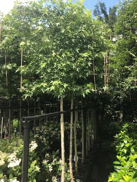 lei liquidambar stam 190 cm hoog totaal 340 cm ho stam12-14, Leiboom, Lente, 250 tot 400 cm, Ophalen