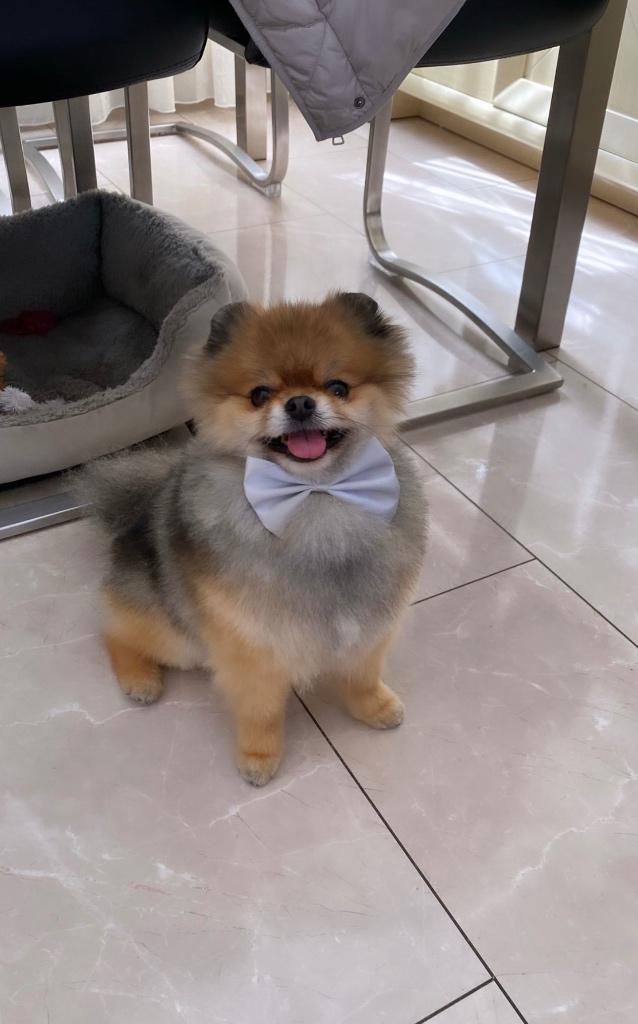 Ter dekking dekreu pomeriaan (NIET TE KOOP), Reu, Parvo, Eén hond, 3 tot 5 jaar