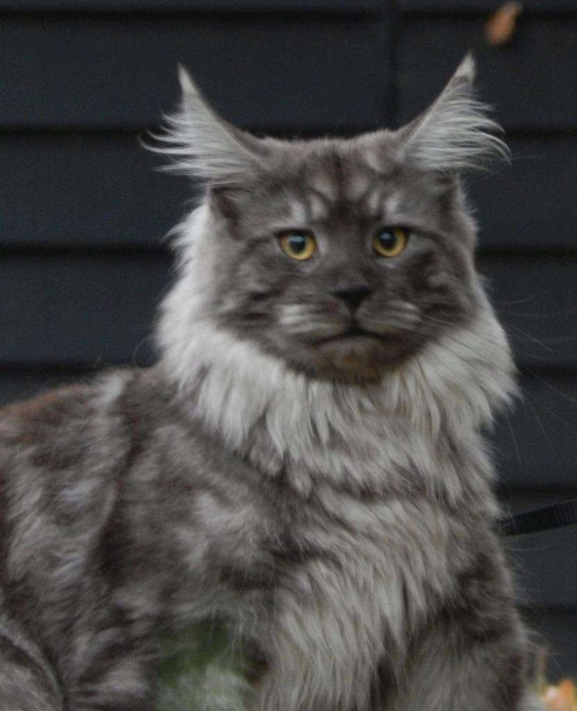 Kampioen maine coon dekkater met stamboom volledig getest, Kater, Met stamboom, 0 tot 2 jaar