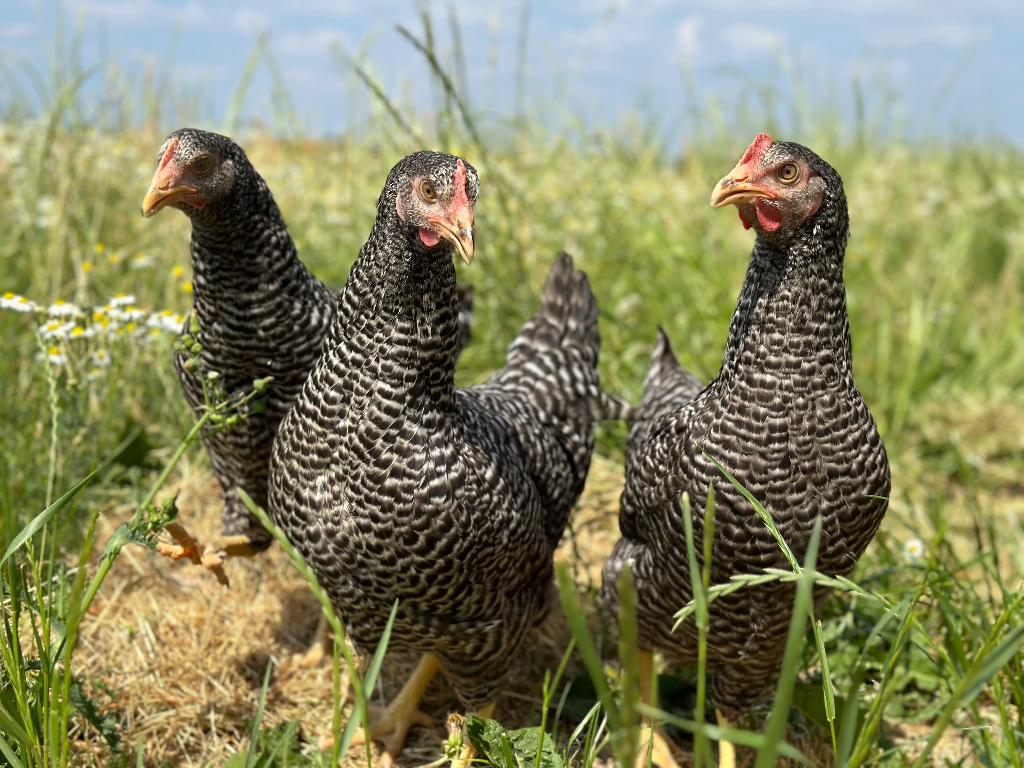 Jonge tamme Hollandse koekoek kippen gesekst en ingeënt