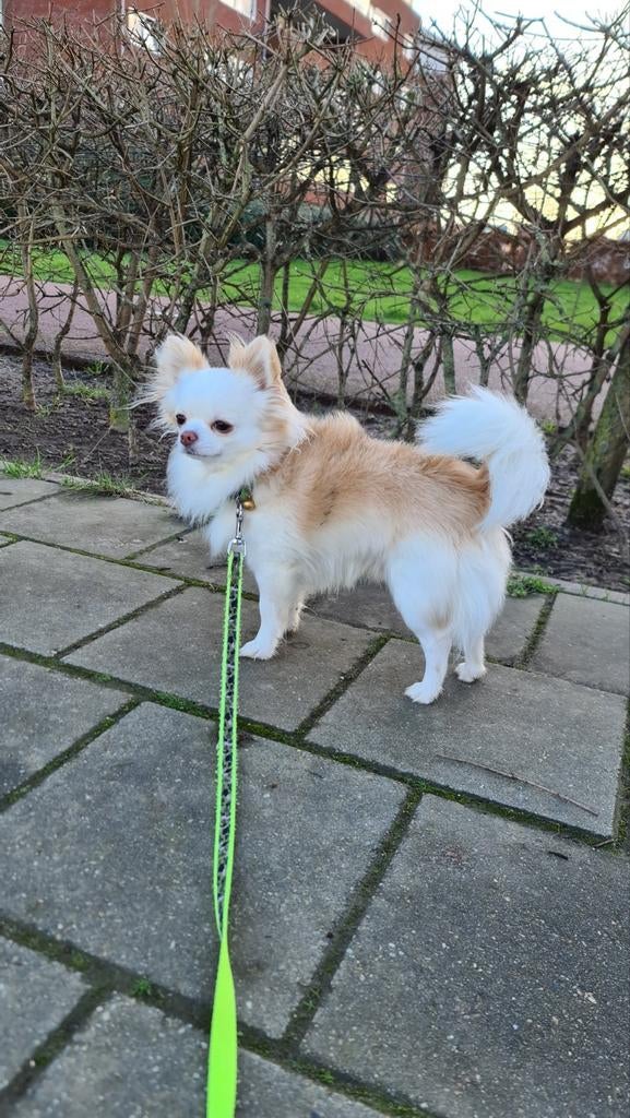 Chihuahua dekreu met FCI (niet te koop), Dieren en Toebehoren, 6 jaar of ouder, Reu, Meerdere, Nederland