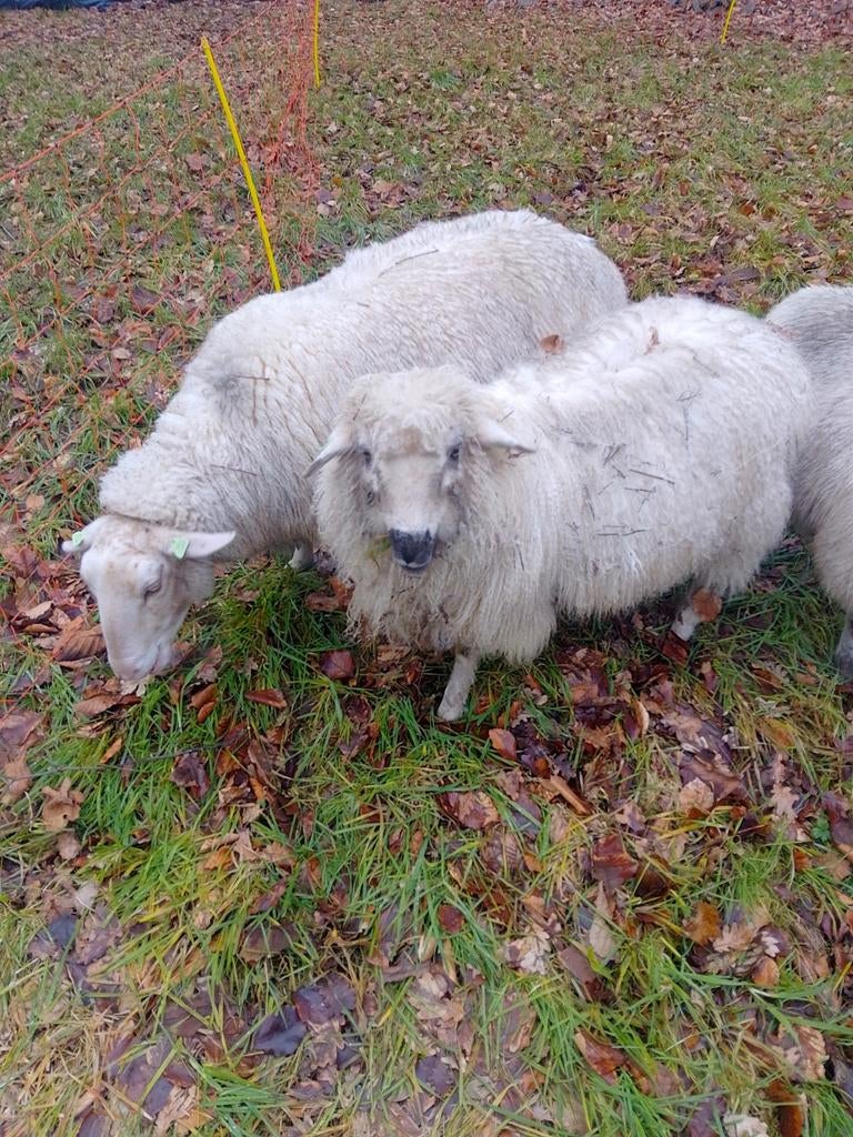 Ooi kruising, Dieren en Toebehoren, Vrouwelijk, Schaap
