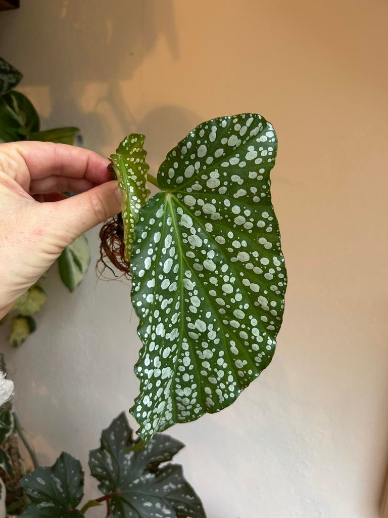 Begonia alamo ole, gewortelde stek, Ophalen of Verzenden, Halfschaduw, Minder dan 100 cm