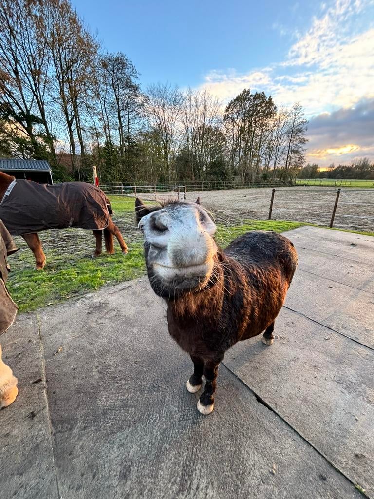 Ruimte voor Shetlanders - D pony ruinen - NOG 2 PLEKJES, Dieren en Toebehoren, Stalling, 2 of 3 paarden of pony's