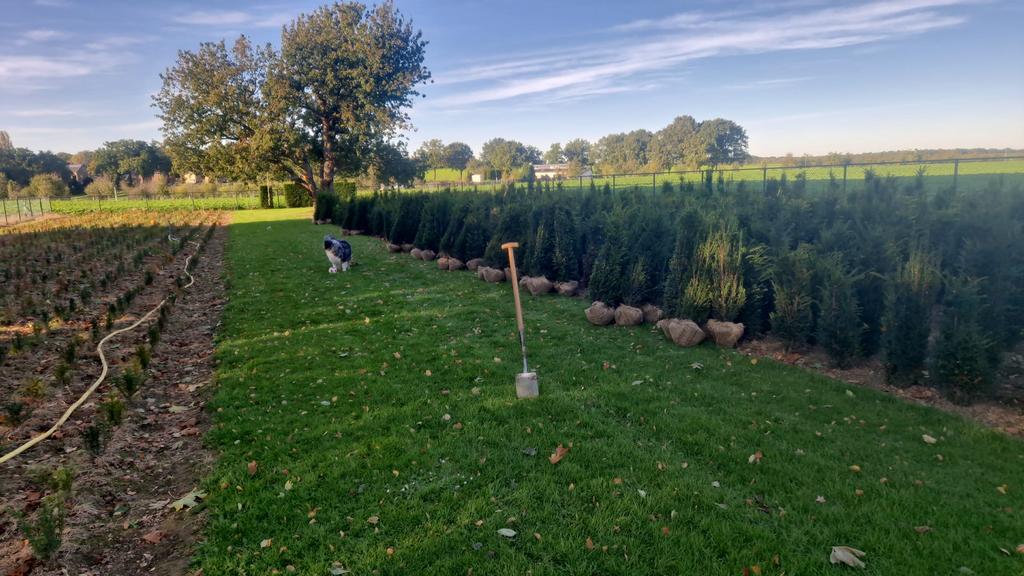 Taxus baccata gekweekt op Limburgse Löss., Ophalen of Verzenden, Taxus, Minder dan 100 cm