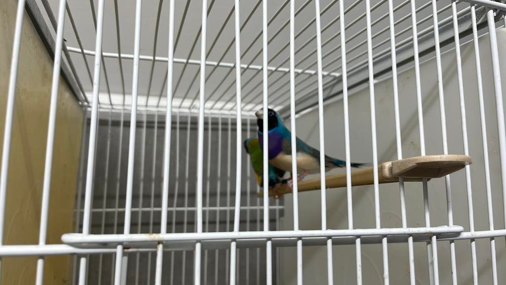 Te koop Gouldsamadines, Dieren en Toebehoren, Vogels | Overige Vogels, Meerdere dieren