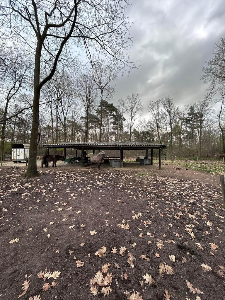 Grote schuilstal 8 x 14, Stalling, 4 paarden of pony's of meer