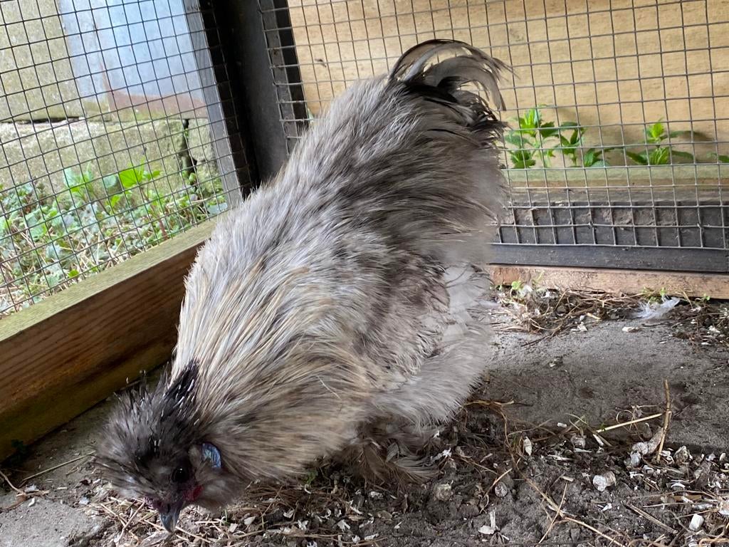 Mooie jonge USA splash zijdehoen haan, Dieren en Toebehoren, Pluimvee, Mannelijk, Kip