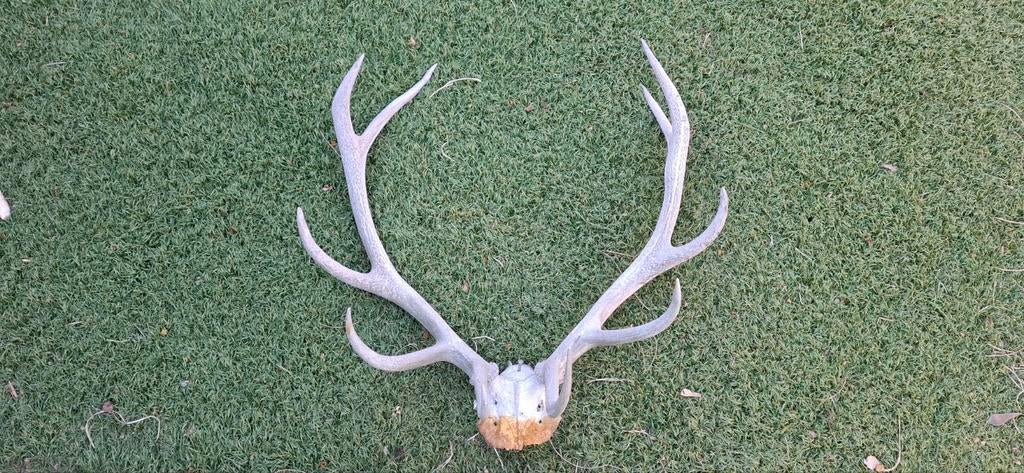 Gewei edelhert, Ophalen of Verzenden