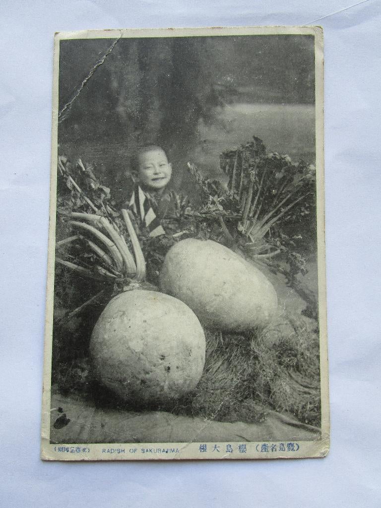 Ansichtkaart Japan - jongen en Radish of Sakurajima 1911, Verzenden, Voor 1920, Gelopen, Buiten Europa