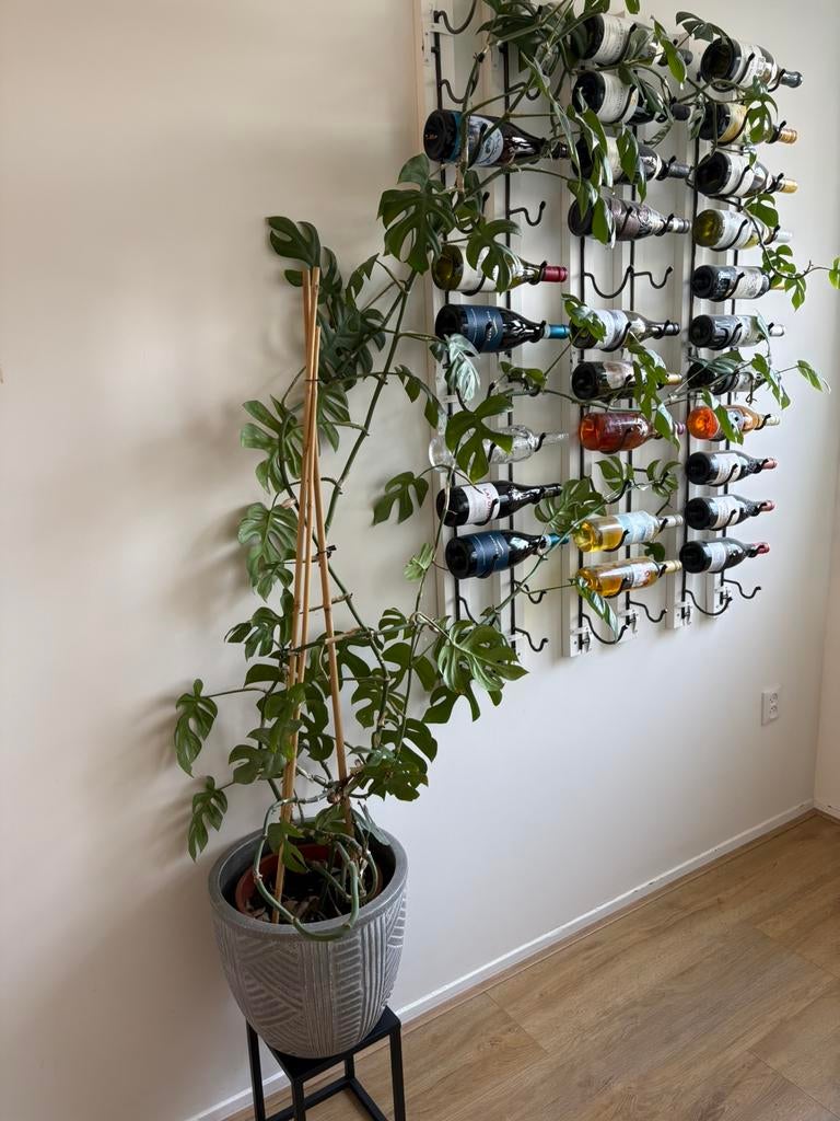 Monstera Minima met sierpot takken 2 meter, Ophalen, Halfschaduw, Minder dan 100 cm