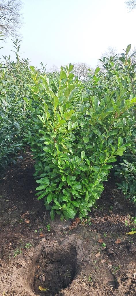 prunus rotundifolia grote laurierplanten 160/180 cm hoog, Tuin en Terras, Ophalen, Laurier, Struik, 100 tot 250 cm