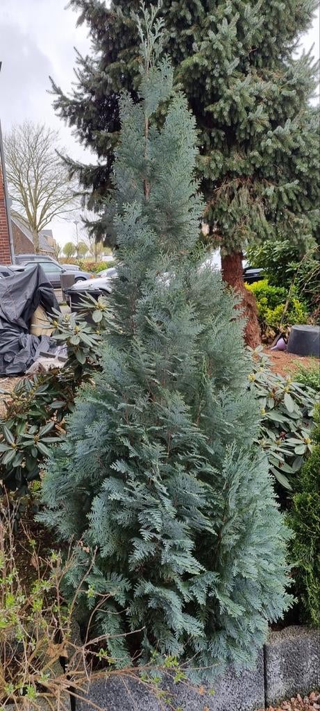 Mooie conifeer,  gratis meenemen, Tuin en Terras, Planten | Bomen, Ophalen, Bloeit niet, Halfschaduw, Overige soorten