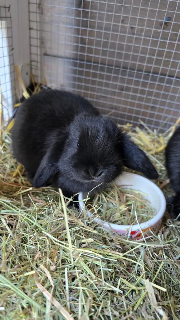 Nederlandse hangoor dwergkonijnen baby's, Geslacht onbekend, Dwerg, Hangoor, 0 tot 2 jaar